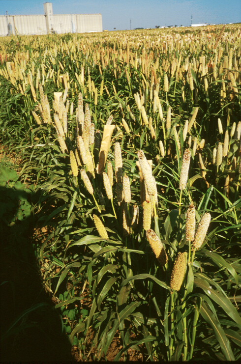 Stegemeier Millet - p03no102.jpg