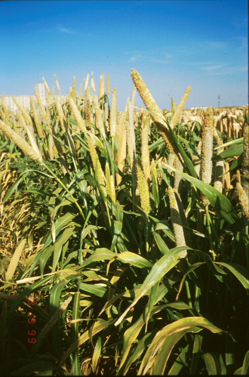 Stegmeier Millet Lines - p08n0293