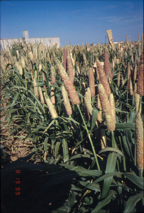 Stegmeier Millet - p12no079