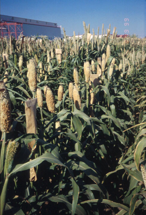 Stegmeier Millet - p15no055